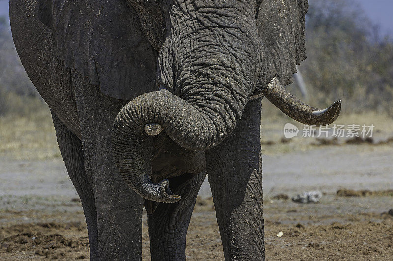 雄性非洲象长着长牙;学名Loxodonta africana;丘比国家公园萨维特区;博茨瓦纳;长鼻目,象科